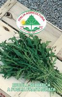 Rucola selvatica a foglia frastagliata